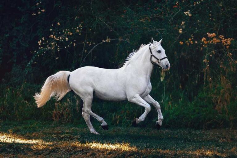 This is the meaning of seeing a horses in a dream